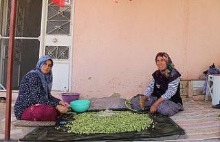 Bamya hasadı başladı
