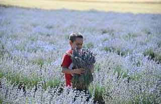 Başkan Altay: "Lavanta üretimini geniş alana...