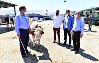 Başkan Çınar, canlı hayvan pazarında inceleme...