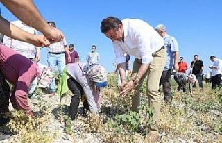 Başkan Tosun nohut hasadı yaptı