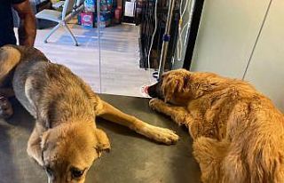 Başkent’te zehirlenen 6 köpekten 2’si telef...