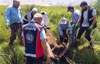 Bataklığa saplanan ineği itfaiye ekipleri kurtardı