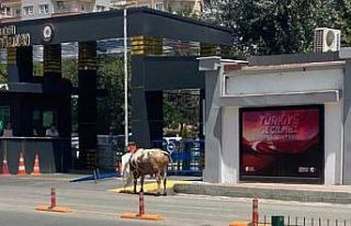 Batman’da kaçan kurbanlık polis, zabıta ve vatandaşları...