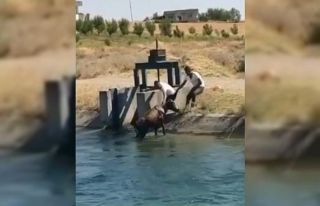 Batman’da su kanalına bir inek düştü, vatandaşlar...