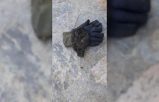 Baykuş için seferber oldular