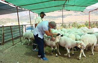 Bayraklı kurban satış yeri Kurban Bayramına hazır