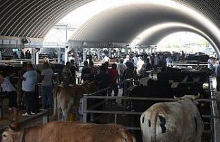 Bayram öncesi kurbanlıklara vatandaşlar yoğun...