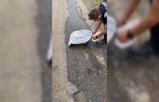 Belediye çalışanlarının merakı kedinin kurtuluşu...