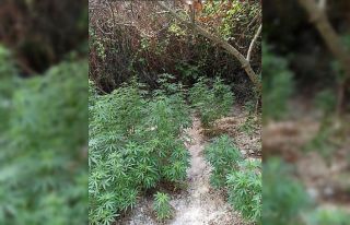 Belen’de 200 kök Hint keneviri ele geçirildi