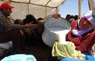 Berivanların zorlu mesaisi