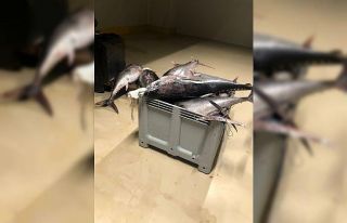 Beylikdüzü’nde yasak dönemde avlanan bin 600...