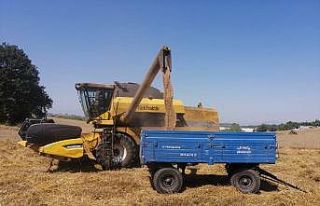 Bilecik’te buğday hasadı başladı