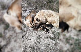 Bilecik’te iç parçalayan görüntü