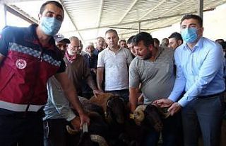 Bingöl’de 139 üreticiye 516 adet damızlık koç...