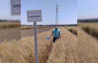 Bisküvilik buğday çeşit adayı tescil edildi