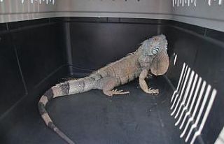 Bodrum’da iguana alarmı