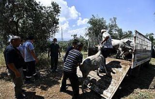 Boğalar, kurban yakalama timinden kaçamadı