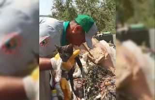 Böyle vicdansızlık görülmedi: Kedi yavrusunu...