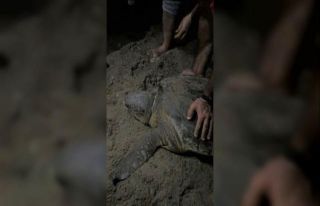 Boynuna ip dolanan caretta caretta’yı cam parçası...
