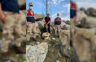 Bozkır kartalı tedavi altına alındı