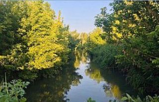 Bu ağaçlara ne oldu?