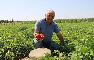 Bu domatesler dalından vatandaşa ulaştırılıyor