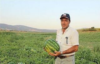 Bu yıl 32 bin 500 ton karpuz hasadı bekleniyor