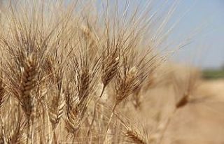 Buğday rekoltesinde büyük düşüş