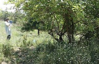 Bursa’da ağaç altına atılmış bebek cesedi...