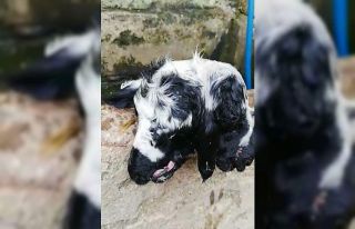 Bursa’da çift başlı kuzu şaşkınlığı