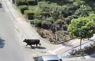Bursa’da kurbanlık dana kaçtı, mahalleli kovaladı