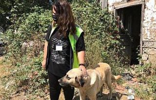 Bursa’da sahipsiz hayvanlar da bayram etti