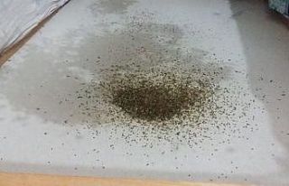 Bursa’nın dağ yöresinde yaşayan kadınlar çiçek...