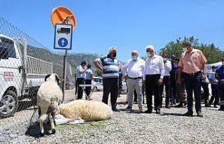 Büyükşehir Mezbahalarında Bin 79 kesim yapıldı