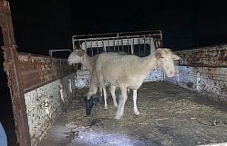 Çalıntı kamyonetle hayvan hırsızlığına suçüstü