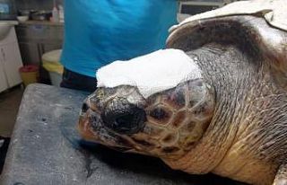 Çanakkale’de yaralı bulunan Caretta tedaviye alındı