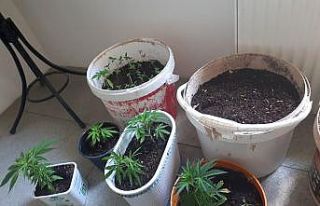 Çankırı’da 124 kök kenevir ele geçirildi