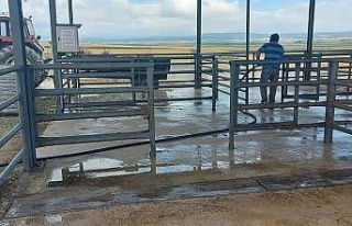 Canlı hayvan pazarında dezenfekte çalışması...