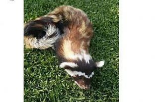 Çavdarhisar’da görülen ’’Feret’’ heyecana...