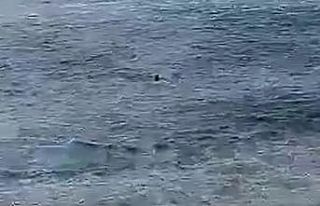 Çayeli sahilinde kaybolan şahsın cesedi 182 km...