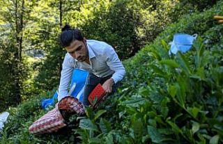 ÇAYKUR 2. sürgün yaş çay kampanyasının ilk...