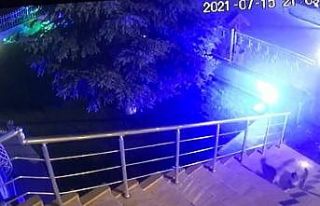 Cesur kedi apartmana girmek isteyen tilkiye böyle...