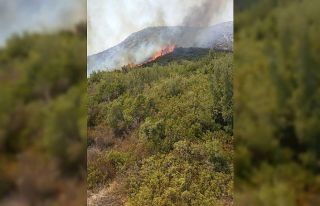 Ceyhan’daki orman yangınına müdahale ediliyor