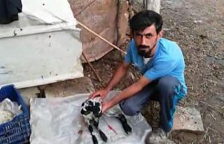 Çift başlı kuzunun sahibi konuştu: "Şaşkına...