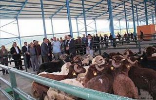 Çıldır’da kurbanlıklar görücüye çıktı