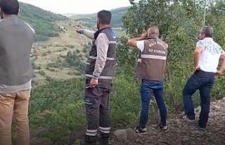 Çoban köpeklerinin saldırdığı boz ayı yaralandı