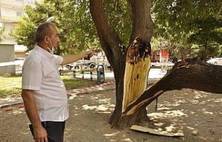 Çocuk parkında ağaç devrildi, şans eseri can...