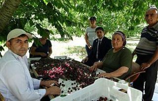 Coğrafi işaret tescilli Uluborlu kirazı Avrupa...