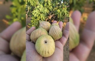 Coğrafi işaretli Aydın incirinde ilk hasat yapıldı