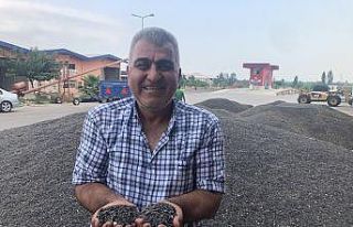 Çukurova’da ayçiçek tarlasında çifte bayram